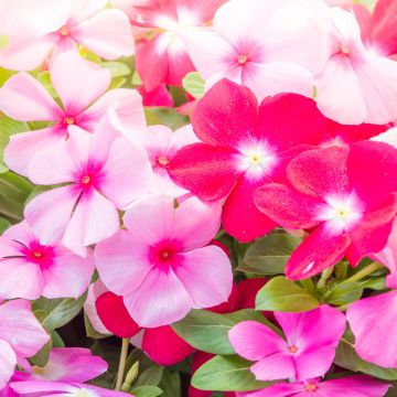 Catharanthus roseus Mediterranean XP Mix - Roze maagdenpalm