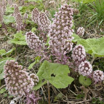 Petasites hybridus - Groot hoefblad