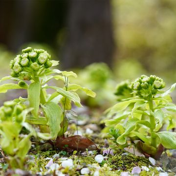 Petasites japonicus - Japans hoefblad