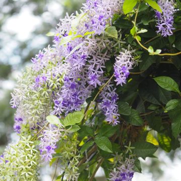Petrea volubilis - Bloem van God