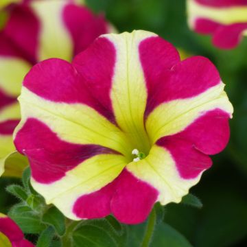 Petunia Amore Queen of Hearts - Hangpetunia
