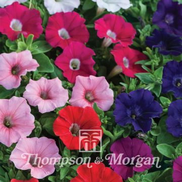 Petunia Baby Gioconda Mixed F1 (zaad) - Hangpetunia