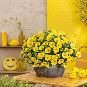 Petunia Bee's Knees - Hangpetunia