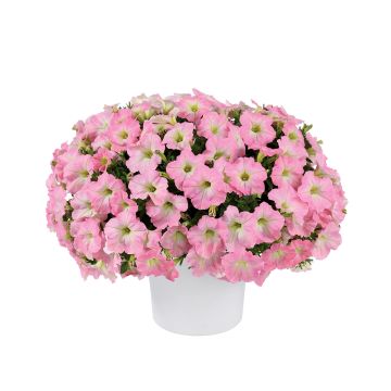 Petunia Capella Baby Pink - Hangpetunia