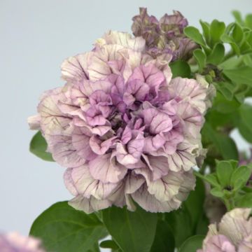 Petunia Colour Bells Lavender Bell - Hangpetunia