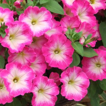 Petunia Corona Rose Rim - Hangpetunia