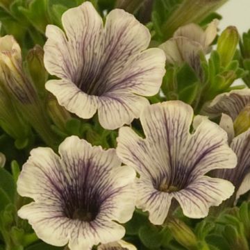 Petunia Tiny Pleasure Cream Black Vein - Hangpetunia