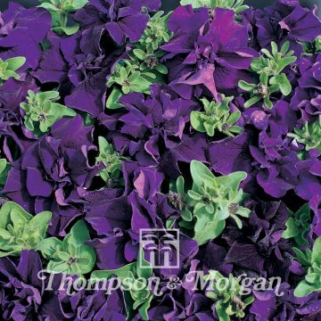 Petunia Cascade Blue Double F1 (zaad) - Hangpetunia