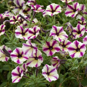 Petunia Dreamstar - Hangpetunia