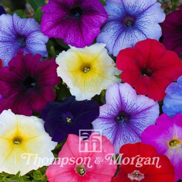 Petunia Grandiflora T&Ms Global Hybrids F1 (zaad) - Hangpetunia