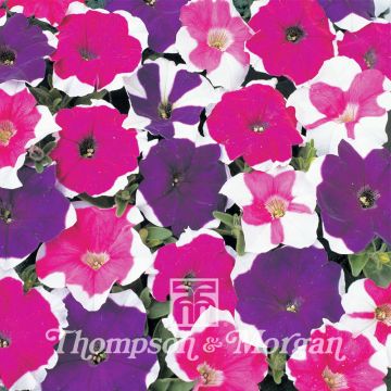 Petunia Mini Bella Picotee Mixed F1 (zaad) - Hangpetunia