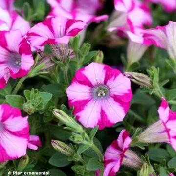 Petunia Supertunia Mini Blast Rose - Hangpetunia roze