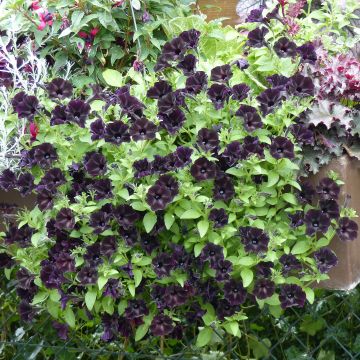 Petunia Black Ray - Hangpetunia