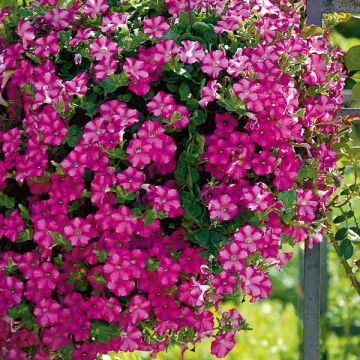 Petunia Supertunia Raspberry Blast - Hangpetunia