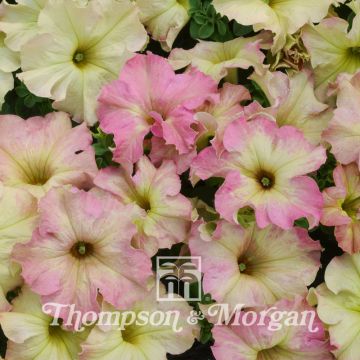 Petunia Sophistica Antique Shades F1 (zaad) - Hangpetunia