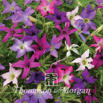 Petunia Sparklers (zaad) - Hangpetunia