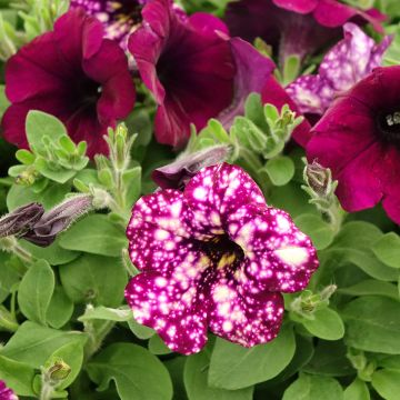 Petunia Splash Dance Magenta Mambo - Hangpetunia