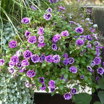 Petunia Sugar Plum - Hangpetunia
