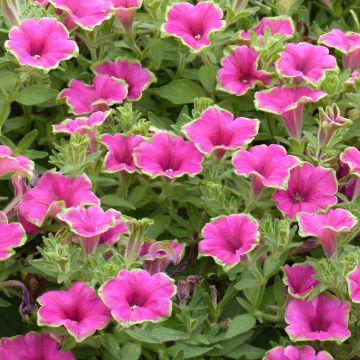 Petunia Supertunia Picasso in Pink - Hangpetunia