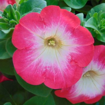Petunia Surfinia Coral Morn - Hangpetunia