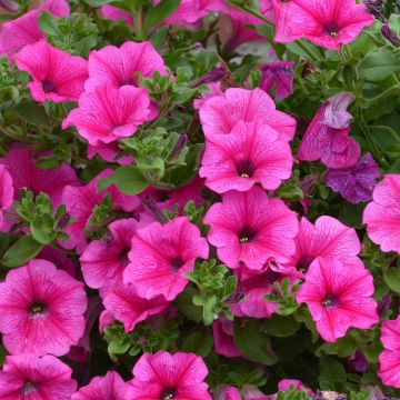 Petunia Surfinia Hot Pink - Hangpetunia
