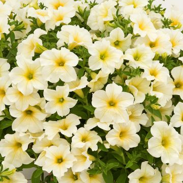 Petunia Surfinia Trailing Light Yellow - Hangpetunia