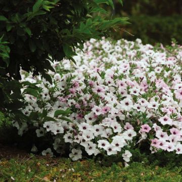 Petunia Tidal Wave F1 Silver - Hangpetunia