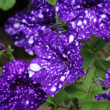 Petunia Splash Dance Bolero Blue - Hangpetunia