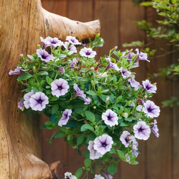 Petunia Surfinia Blue Vein - Hangpetunia