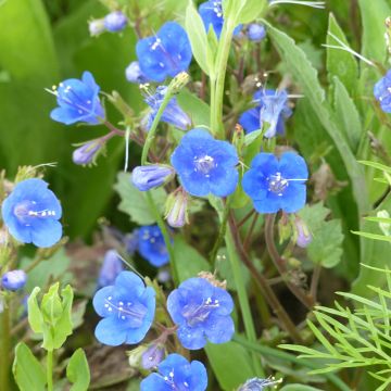 Phacelia campanularia Blue Wonder (zaad) - Phacelia