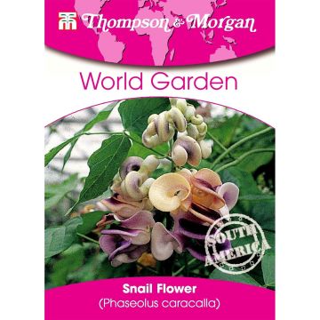 Phaseolus caracalla (zaad) - Schelpjesbloem