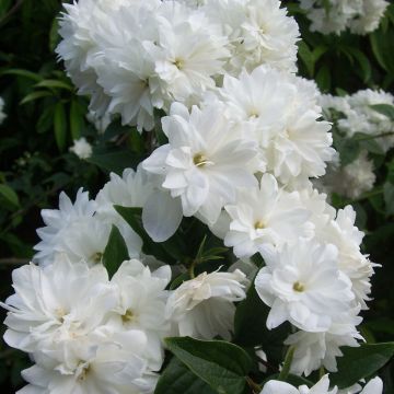 Philadelphus Frosty Morn - Boerenjasmijn