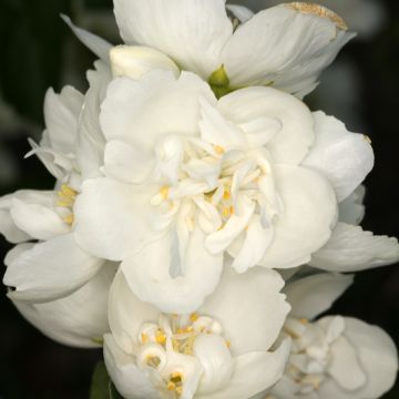 Philadelphus coronarius Justynka - Boerenjasmijn