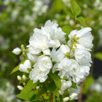 Philadelphus Virginal - Boerenjasmijn