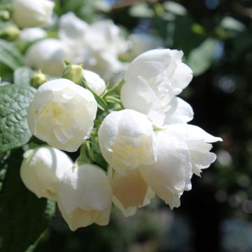 Philadelphus Albâtre - Boerenjasmijn