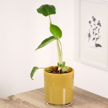 Philodendron burle-marxii