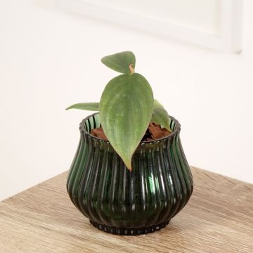 Philodendron sp Colombia