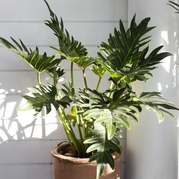 Philodendron xanadu - Xanadu