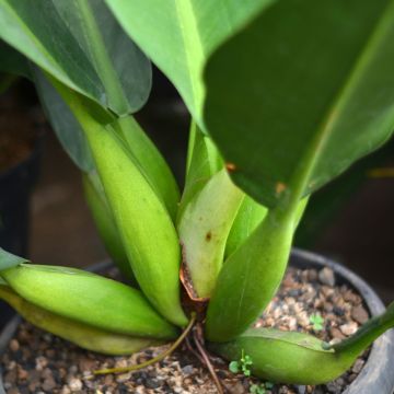 Philodendron martianum Fat Boy