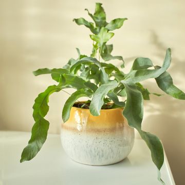 Phlebodium Blue Star - Blauwe varen