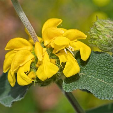 Phlomis bourgaei - Brandkruid