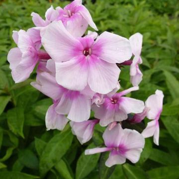Phlox paniculata Bright Eyes - Vlambloem