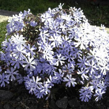 Phlox bifida Minima Colvin - Borstelphlox