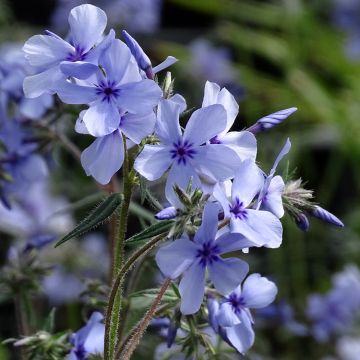 Phlox divaricata Chattahoochee - Voorjaarsvlambloem