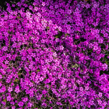 Phlox douglasii Crackerjack - Kruipende vlambloem