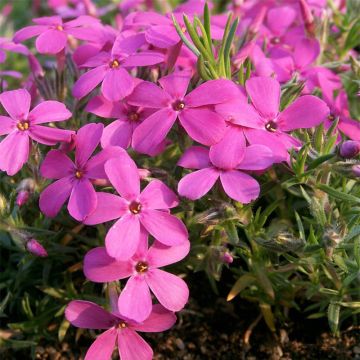 Phlox douglasii Waterloo - Kruipende vlambloem