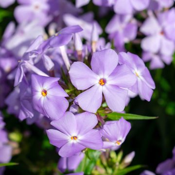 Phlox idahonis - Vlambloem