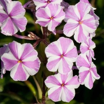 Phlox maculata Natasha - Vlambloem