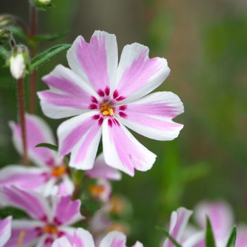 Phlox subulata Candy Stripes - Kruipende vlambloem