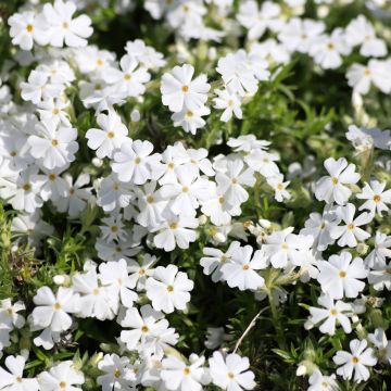 Phlox subulata White Delight - Kruipende vlambloem